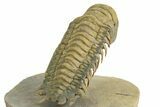 Flying Crotalocephalina Trilobite - Exposed Hypostome #359231-5
